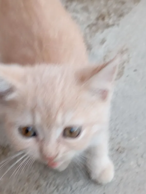 Котята британской породы — фото 2