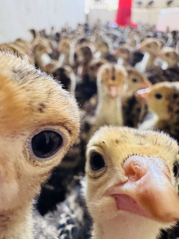 Срочно!! Сотувга чикди Бронза Срочно!! Сотувга чикди Бронза