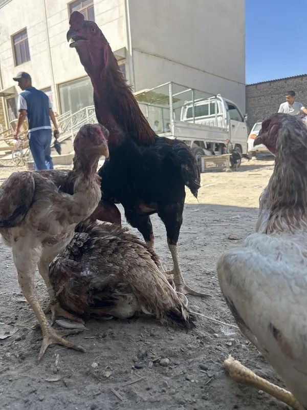 kulangi xoʻroz mokiyon куланги хуроз ва мокиён — фото 2