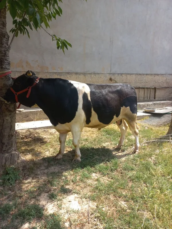 Qurbonlik uchun buqa
