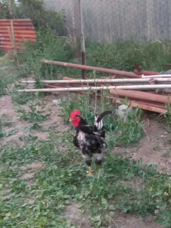 Xashaki xoʻroz srochniy 2