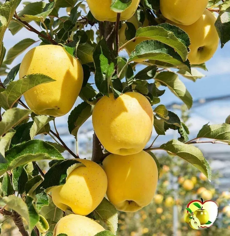 Хамма турдаги сифатли кучатлар бор