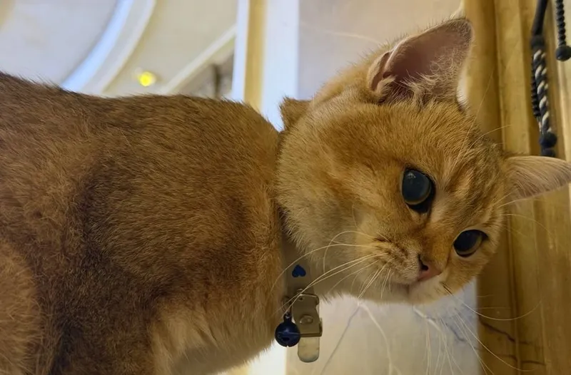 Золотая шиншилла, котёнок 1 Золотая шиншилла, котёнок 1
