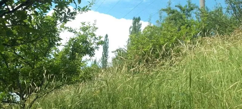 Chimganda yer sotiladi