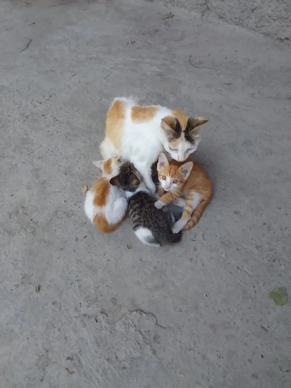Котята 2 месяца, два мальчика и девочка в добрые руки 3 Котята 2 месяца, два мальчика и девочка в добрые руки 3