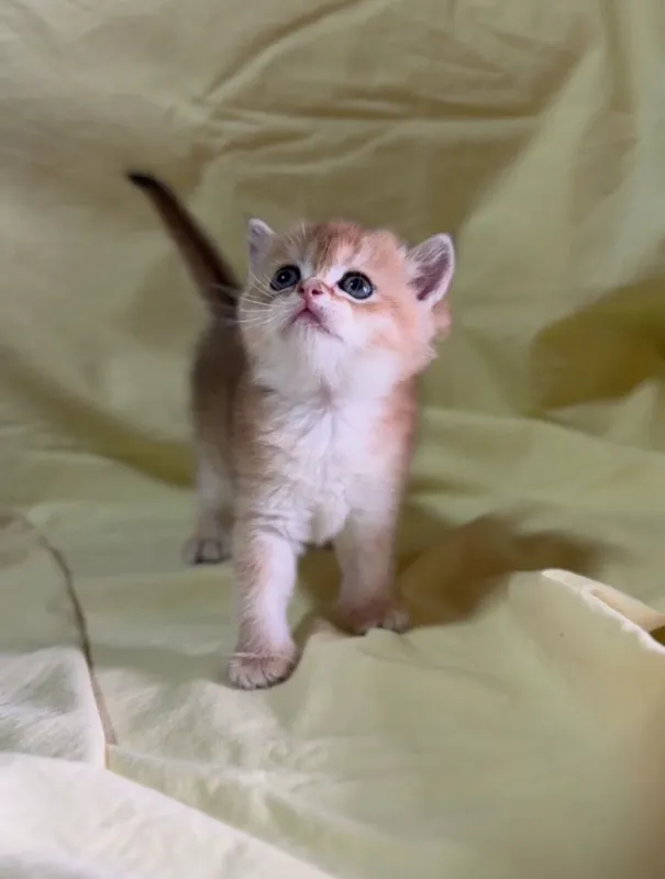 скоттиш страйт мальчик золотая шиншилла — фото 1