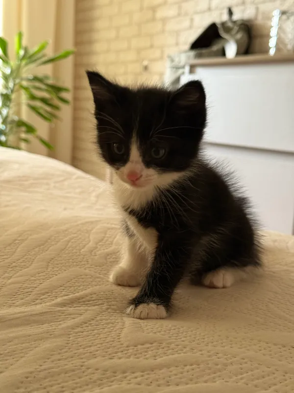 Котята в добрые руки — фото 7
