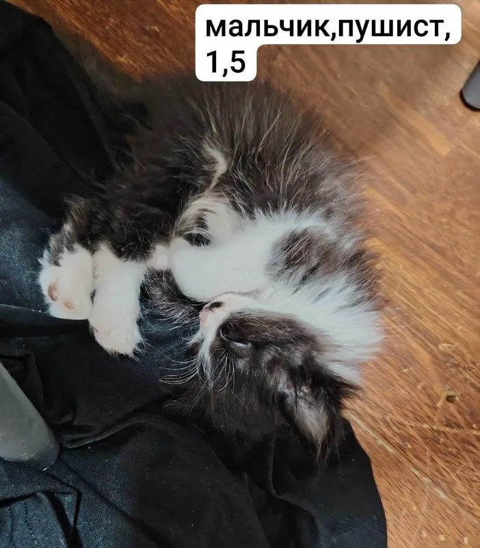 СРОЧНО ОТДАЁМ котята в добрые руки, 5 штук!!! 2 СРОЧНО ОТДАЁМ котята в добрые руки, 5 штук!!! 2