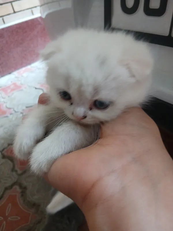 Mushuk oyoqi singan yuradi