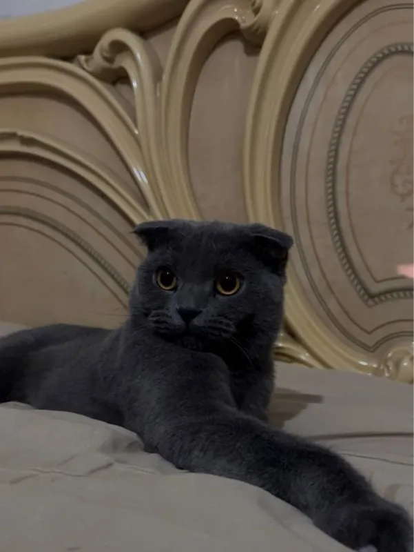 Scottish Fold zotli chiroyli erkak mushuk sotiladi 2 Scottish Fold zotli chiroyli erkak mushuk sotiladi 2