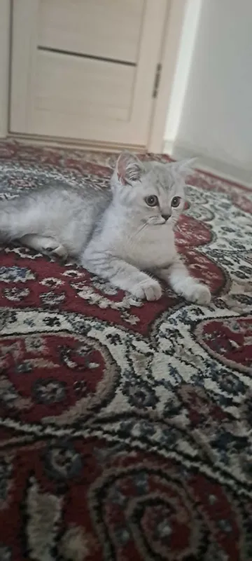 Mushuk sotiladi juda aqilli odamga o'rgangan latokka 100 % boradi 3 Mushuk sotiladi juda aqilli odamga o'rgangan latokka 100 % boradi 3