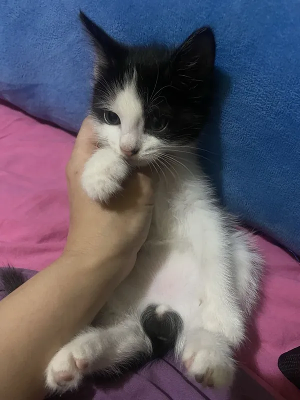 Котенок мальчик полтора месяца — фото 2