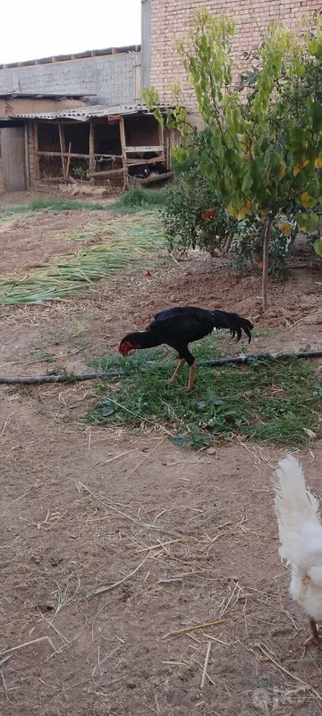 Dakan xoʻroz sotiladi 1 Dakan xoʻroz sotiladi 1