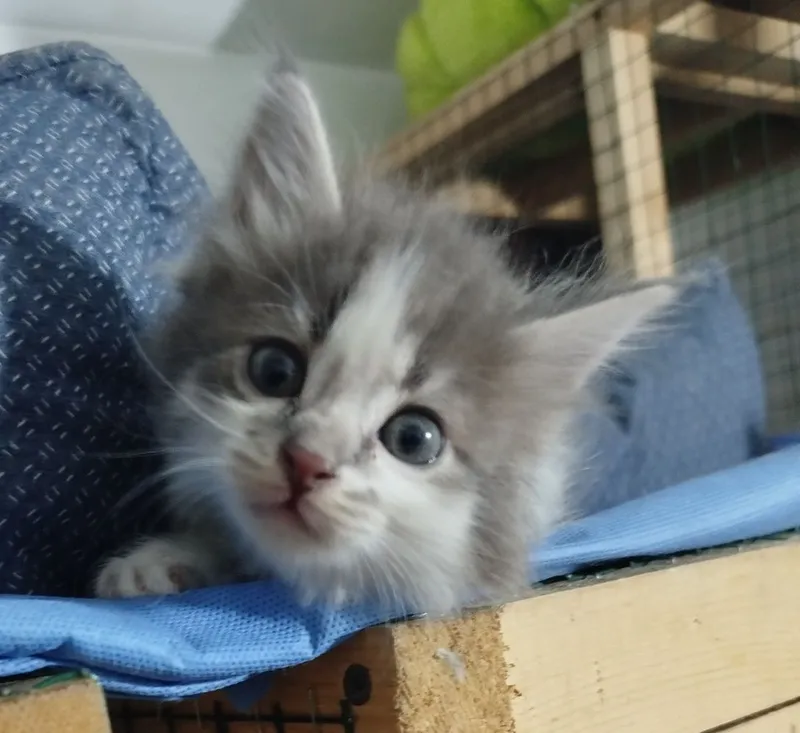 Пристраивается кошечка в ответственные руки 2