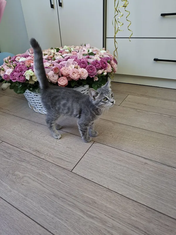 Котенок мальчик два месяца 5 Котенок мальчик два месяца 5