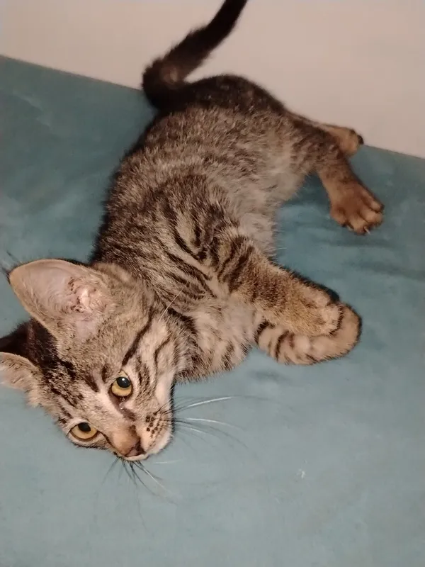 Котенок 3 Котенок 3