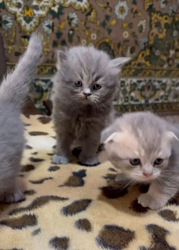 продаются породистые котята шиншилы — фото 3
