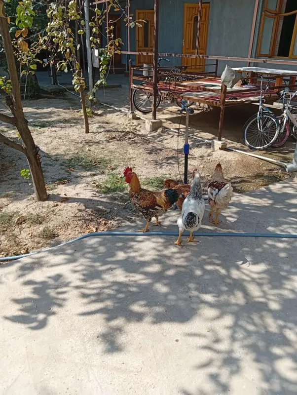 Horozlar sotiladi 6 oylik 1 Horozlar sotiladi 6 oylik 1