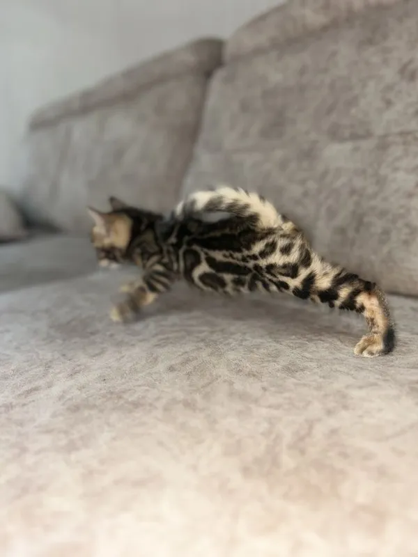 Бенгальские котята 5 Бенгальские котята 5