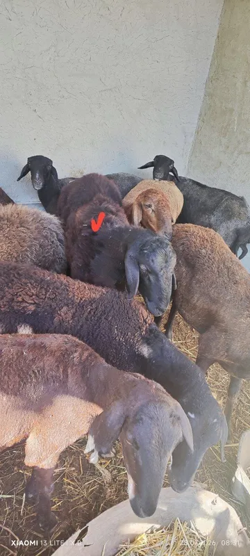 Hisori kashtan qoʻchqor sotiladi 3 Hisori kashtan qoʻchqor sotiladi 3