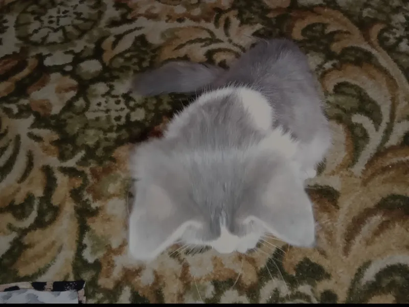 mushuk sotiladi ovqati qoʻshib beriladi 3 mushuk sotiladi ovqati qoʻshib beriladi 3