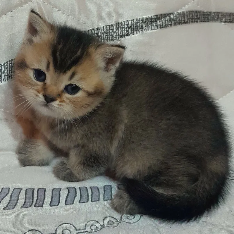 Продаются шикарные котята скотишстрайт,шиншилла. — фото 7