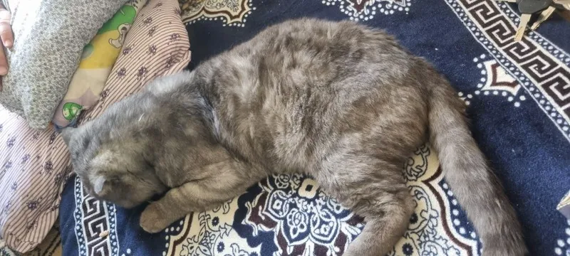 Scottish fold mushuk erkak 1 Scottish fold mushuk erkak 1