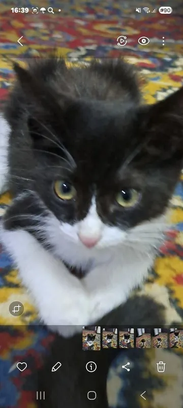 Отдам котёнка в хорошие руки 2