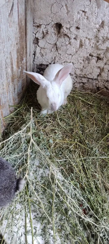 Quyonlar dotiladi 1