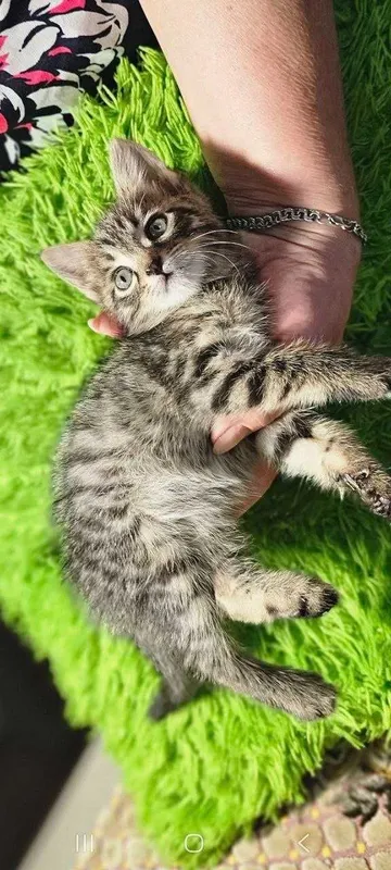 Котята ищут семьи! — фото 7