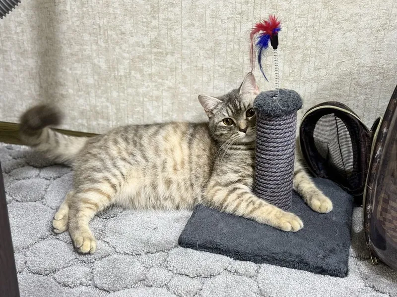 Скотиш страйт Хадияга 1 Скотиш страйт Хадияга 1