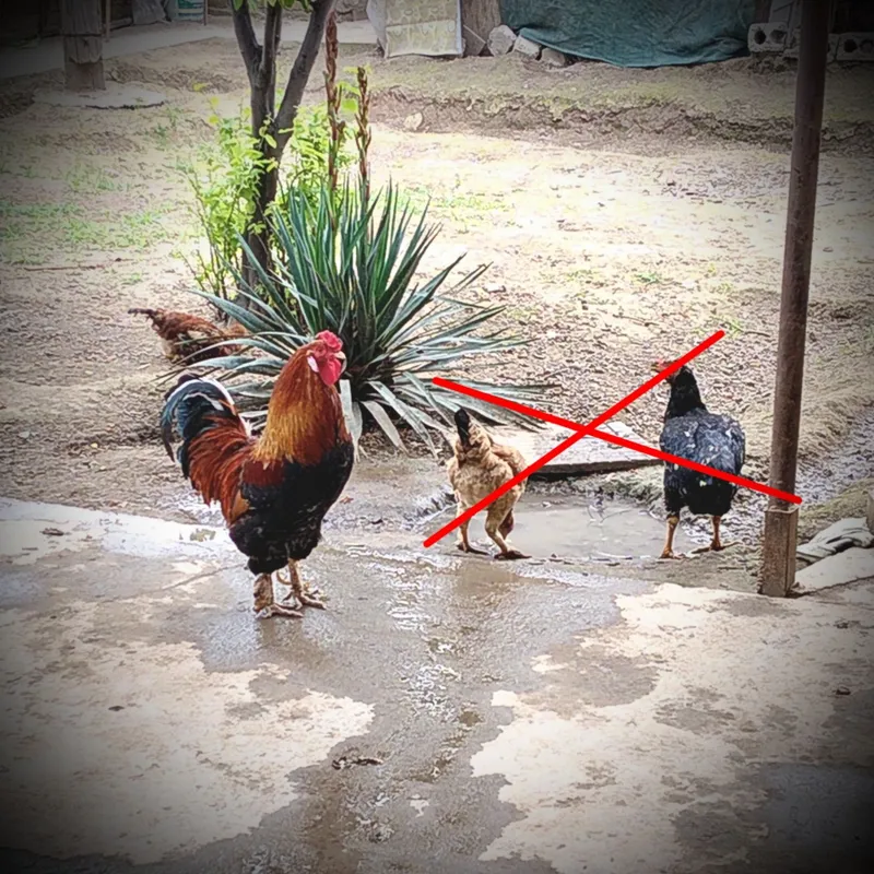 Dakan gibrid xo'roz sotiladi