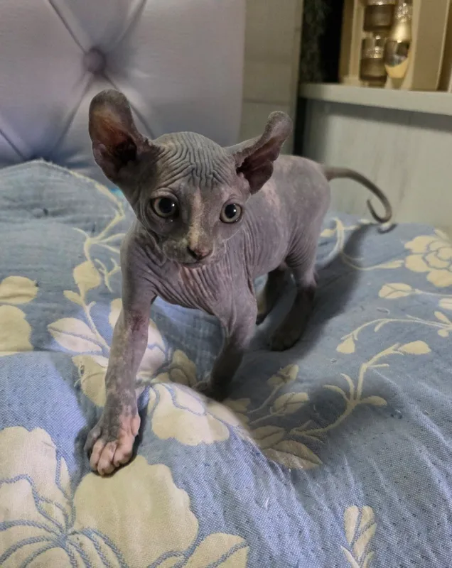 Котята Сфинксы !!! 1 Котята Сфинксы !!! 1