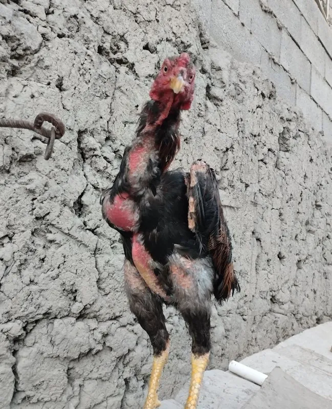 Shamo dakan xóroz va 2 ta makyon toza zotlar yozda yoshiga tólgan 1 Shamo dakan xóroz va 2 ta makyon toza zotlar yozda yoshiga tólgan 1