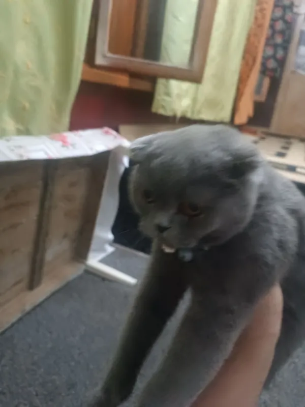 Шотландская кошка Шотландская кошка