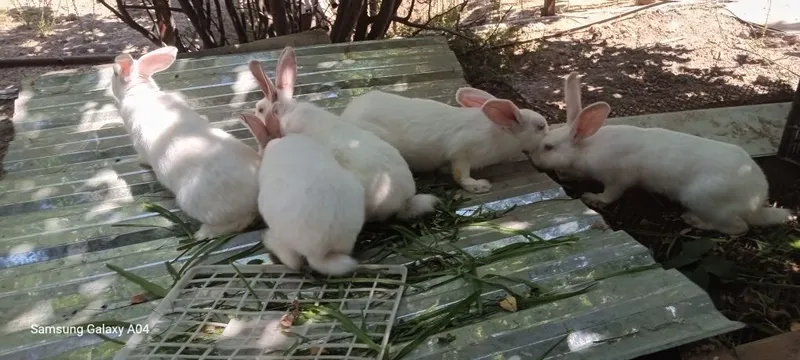 Quyonlar sotildi 2 Quyonlar sotildi 2