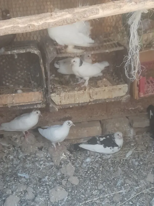 kabutarlar sotiladi 1 kabutarlar sotiladi 1