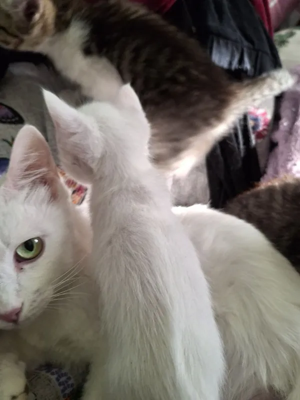 Котята мама Ангорка 1 Котята мама Ангорка 1