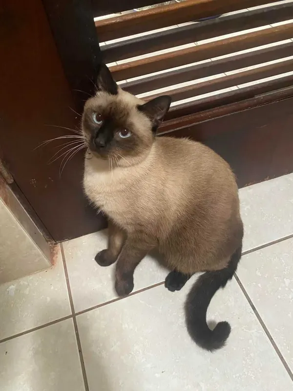 Mushuk sotiladi siamskiy Mushuk sotiladi siamskiy