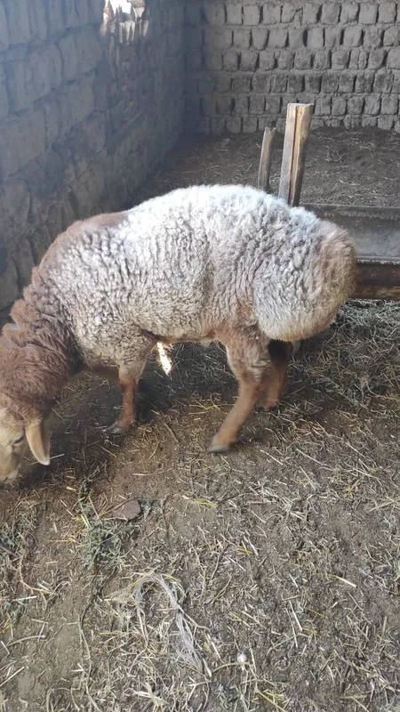 Quylar sotiladi zotga qiziqqanlar bulsa yeb ichiga garantiya