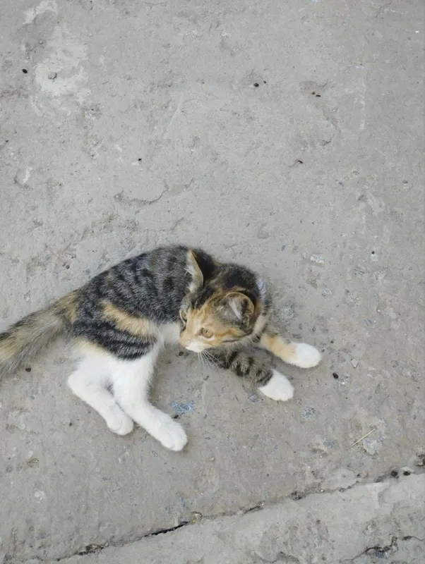 котенек ищет дом 2