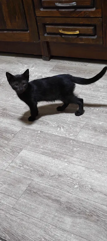 котята 6 котята 6