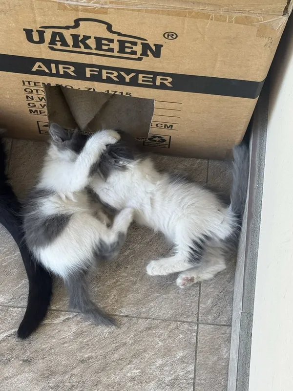 Отдам котят в хорошие руки(бессплатно)