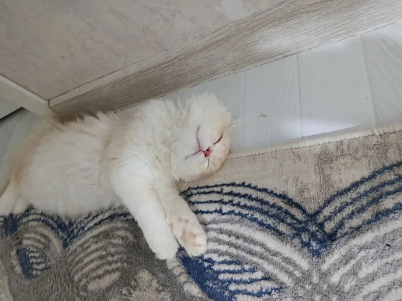 zotli mushuk