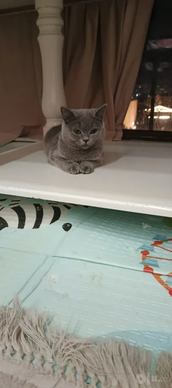 Кошка British Shorthair 2 Кошка British Shorthair 2