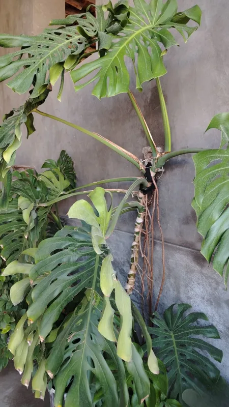 Monstera xona o'simligi sotiladi 1 Monstera xona o'simligi sotiladi 1