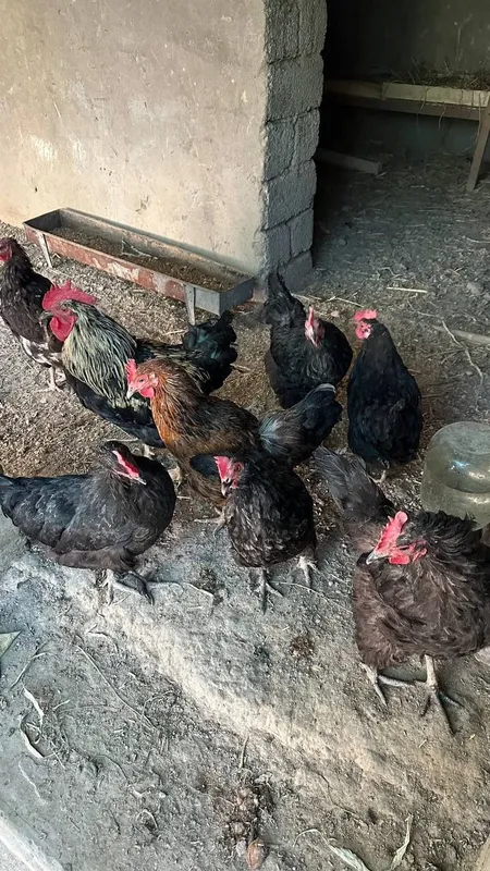 Tovuqla sotiladi tuxum qoyadi xammasi braklari yoq 2 Tovuqla sotiladi tuxum qoyadi xammasi braklari yoq 2