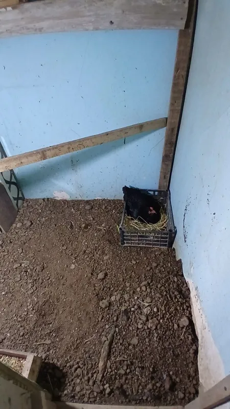 Kurk tovuk sotiladi 1 Kurk tovuk sotiladi 1