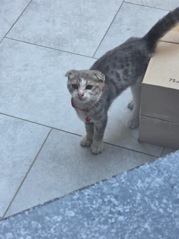 кот 1