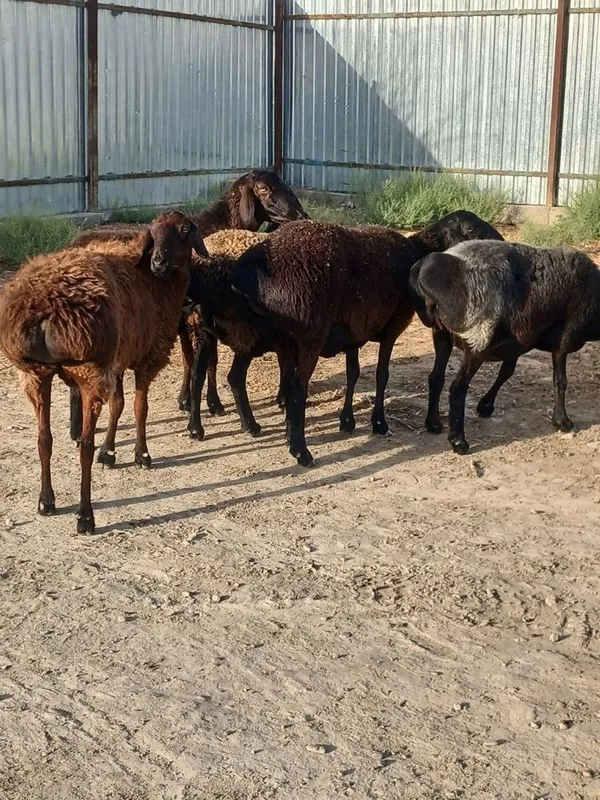qozoqi yirik quylar sotiladi semiz narxi 6mln 1yuz